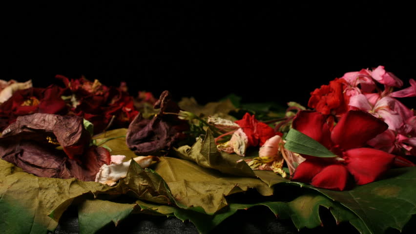 A camera motion timelapse of flowers. The camera spins around the flowers as they bloom into life.