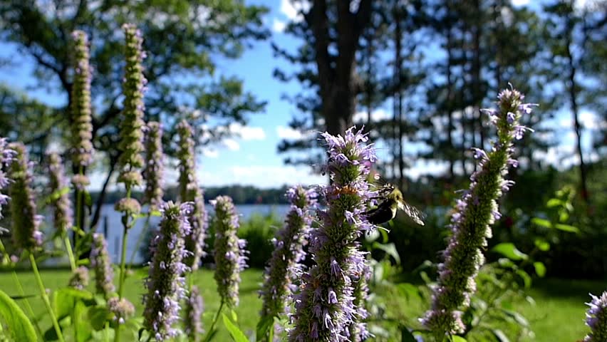 Header of Agastache