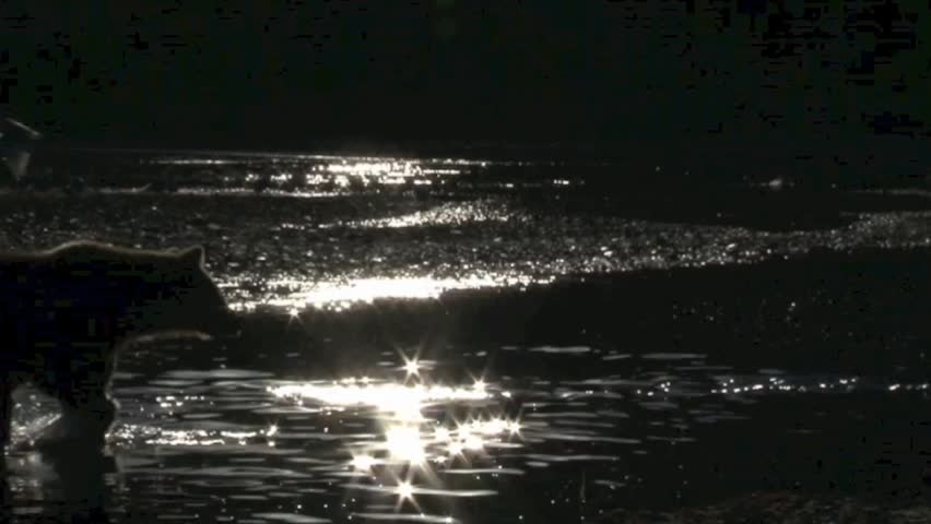Grizzly Bear walking in water, in back-light, Katmai N.P. Alaska, United States of America