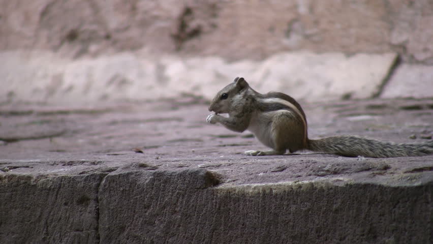A little squirrel in an Indian temple complex