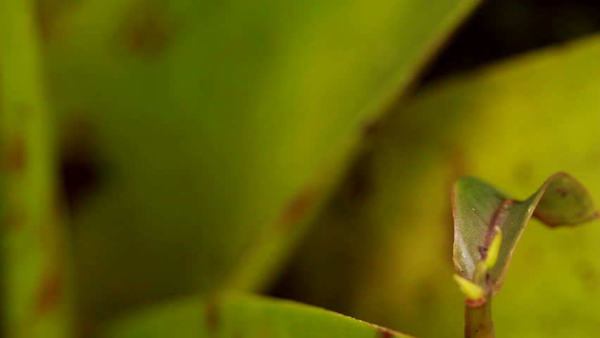 Rio Coca Robber Frog (Pristimantis quaquaversus)