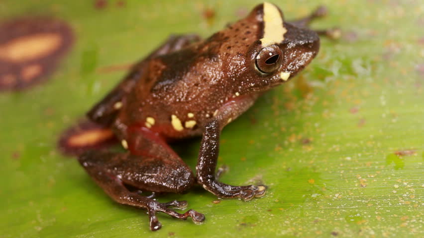 Rio Coca Robber Frog (Pristimantis quaquaversus)