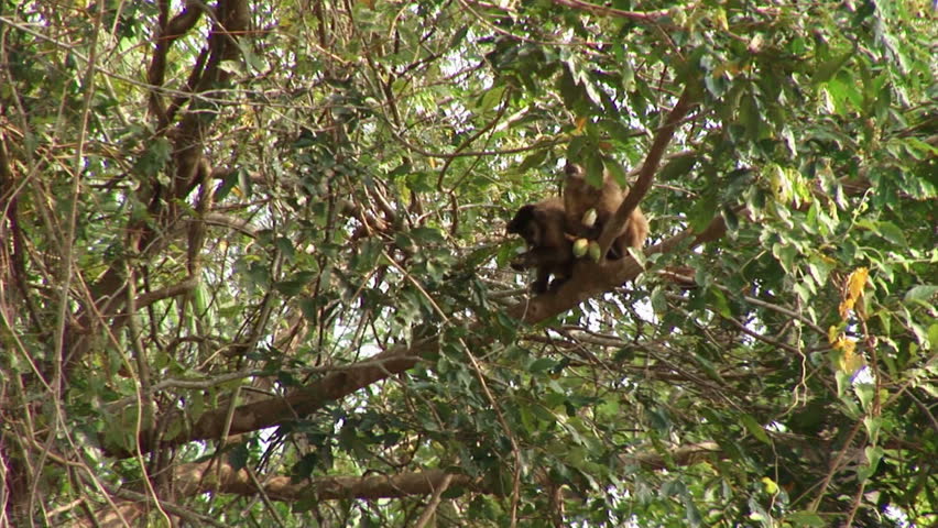 Brazil: Amazon river region fauna: monkeys running on a trees
