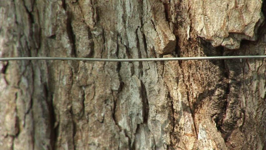Brazil: Fauna of Amazon river region - ants running on a wire
