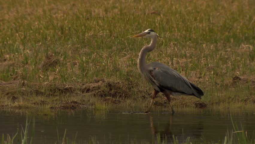 Great Blue Heron walking through marsh