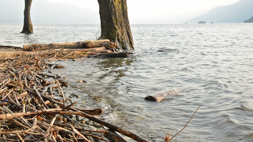 driftwood on the beach