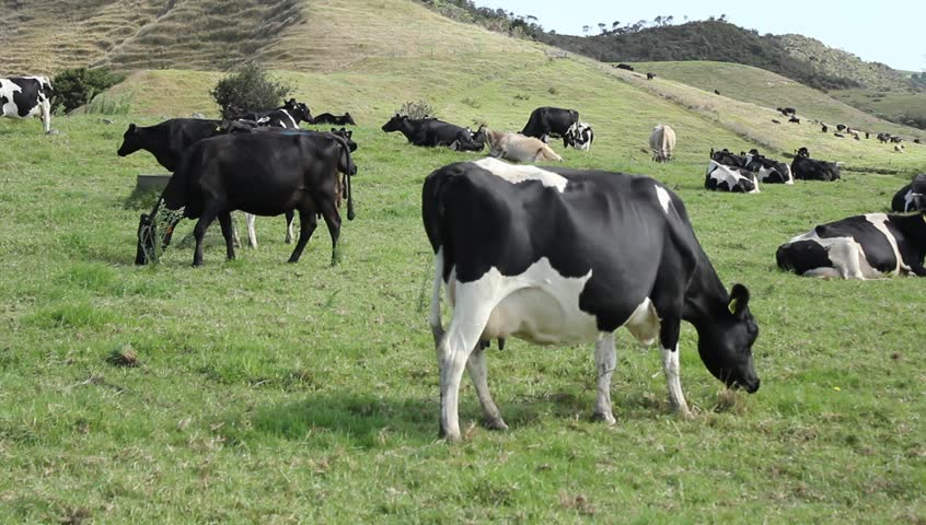 Cows grazing in a valley in new zealand