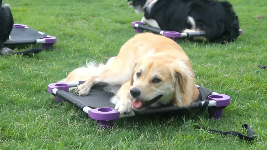 Yellow-White Furry Dog Moves Around And Licks Training Pad With Other Dogs Present