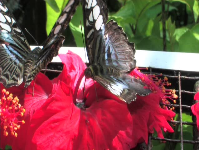 two butterflies drinking nectar