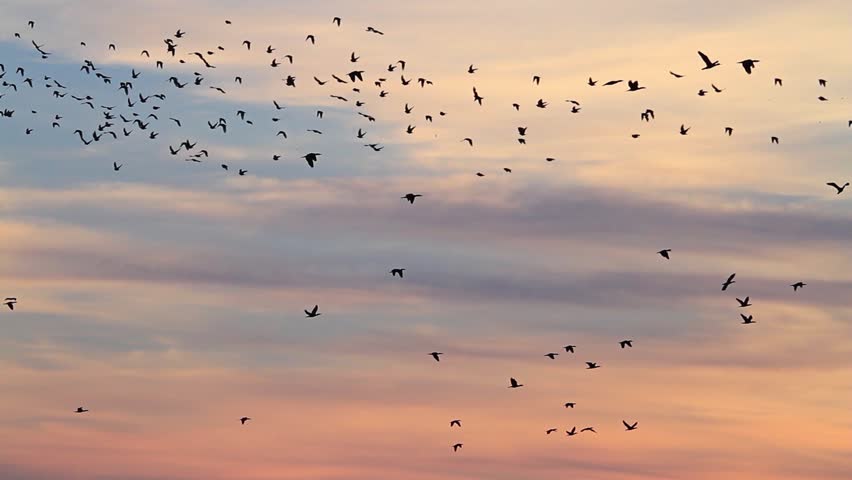 Flock Of Seagull Birds Flying In The Air At Sunset At A Beach In Los