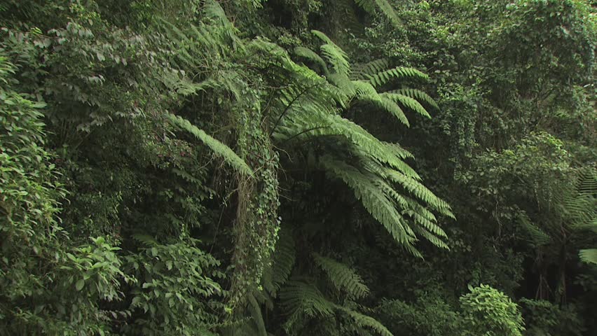 Panoramic View Of The Lush Tropical Plants In The Amazon Rain Forest