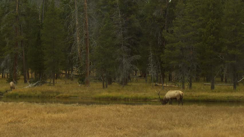 Bull Elk with large antlers eating grass