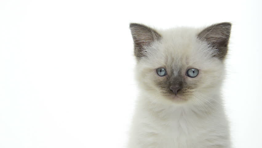 Cute kitten on white background