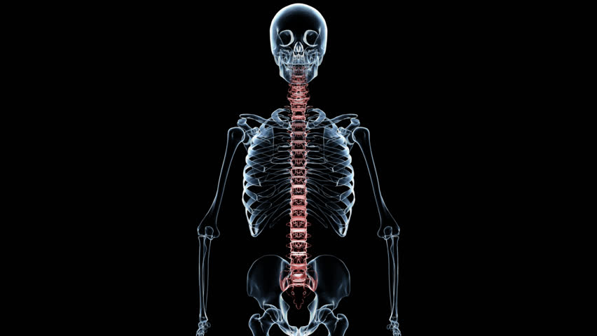 Highly detailed 3D x-ray of a skeleton with the spinal cord in red to highlight it. Seamlessly loops, includes embedded alpha.
