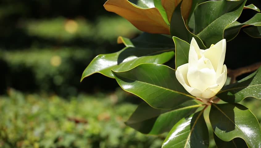 Magnificent Magnolia Tree in Spring Horizontal