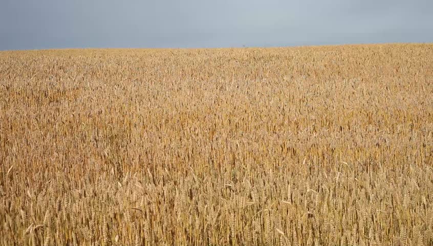 Ripe grain.