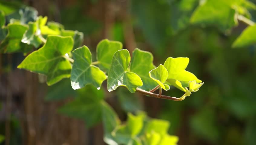 Many leafs of ivy cover a wall