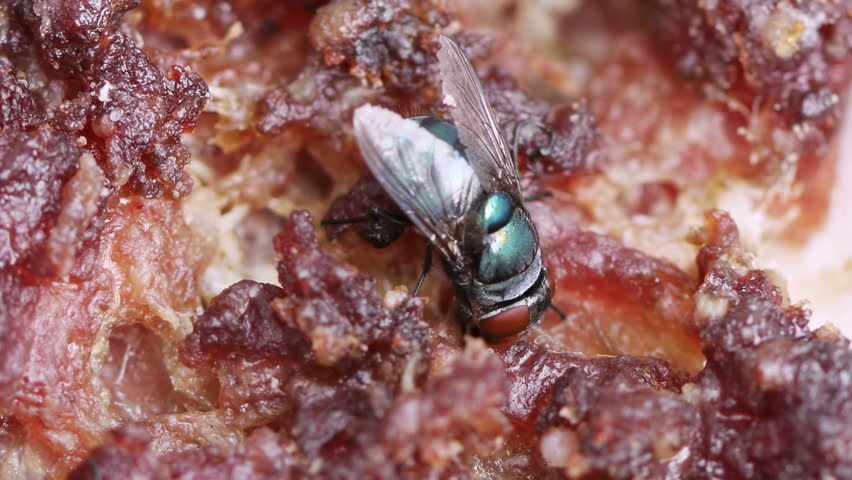 Blow Fly on Rotten Meat HD.  Shot with macro lens.