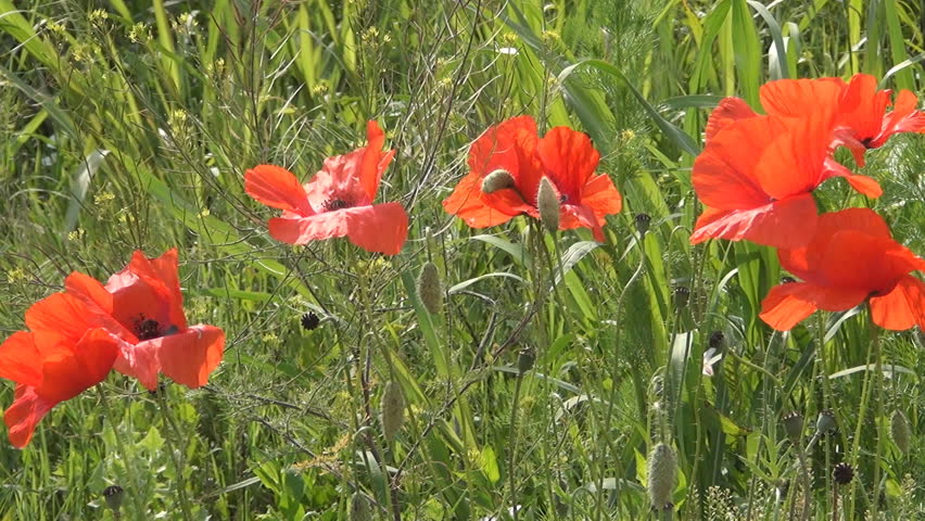 Poppies Field, Field of Poppies