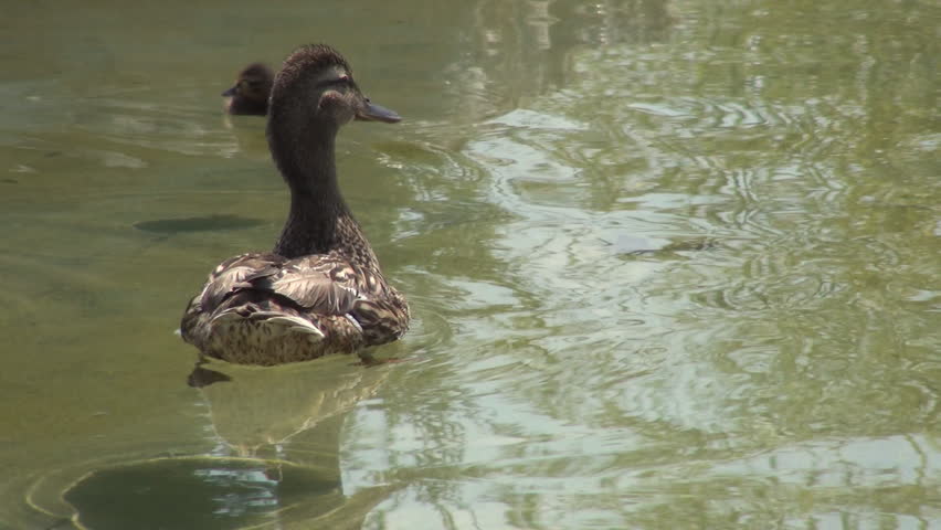 Duck and her Ducklings on a Lake, Summer Season, Little Ducks on a Pond