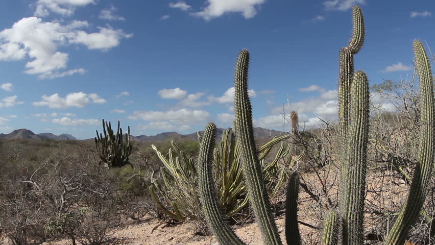  the beautiful desert landscape of baja california sur, mexico