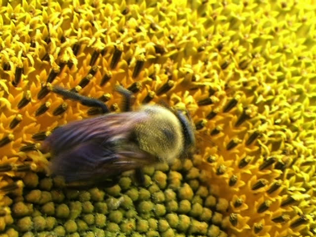 Bee on Sunflower 01 