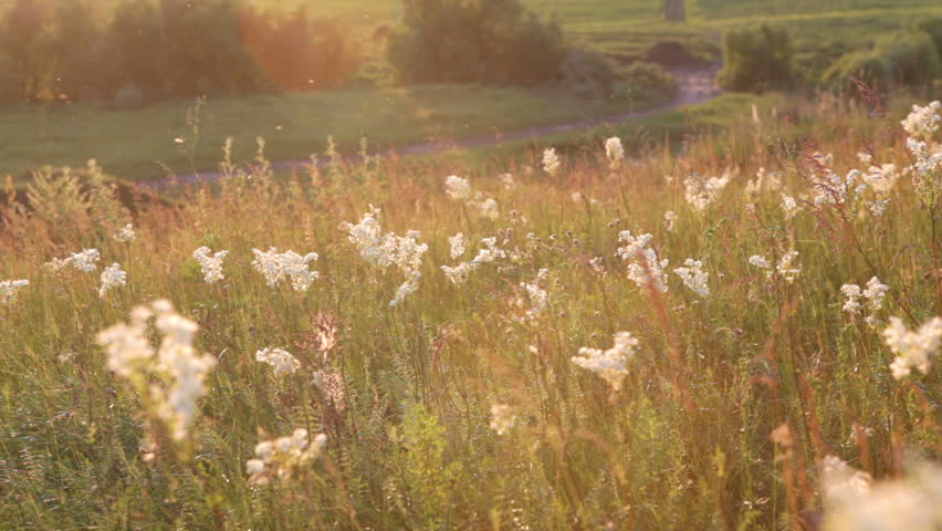 Flower field at sunset. HD