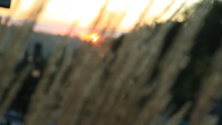 The sun sets behind a cluster of wheat blowing in the wind