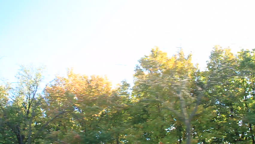 Car drives by trees on a sunny day