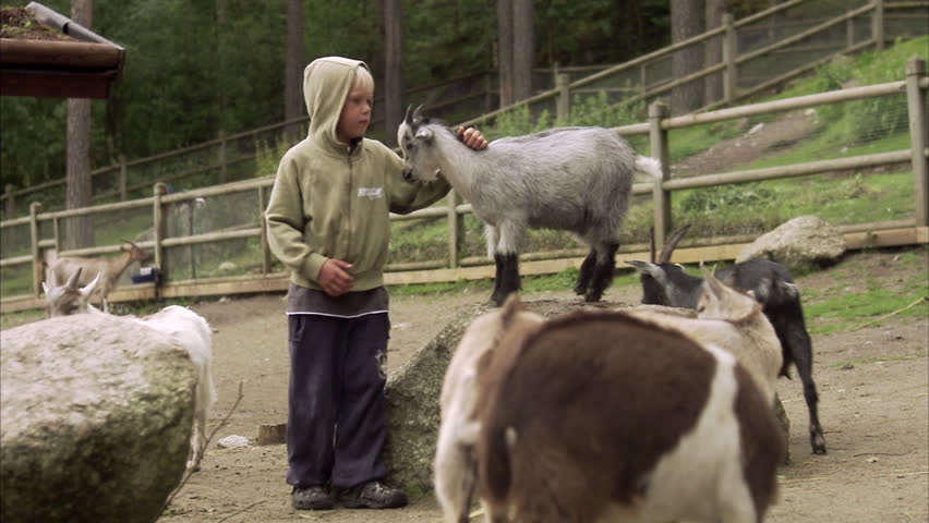Children and goats at the zoo