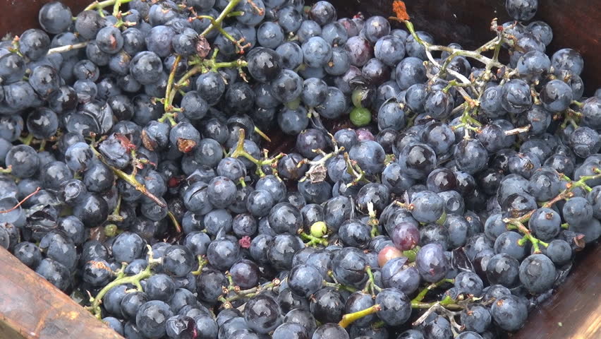 Making wine in old style