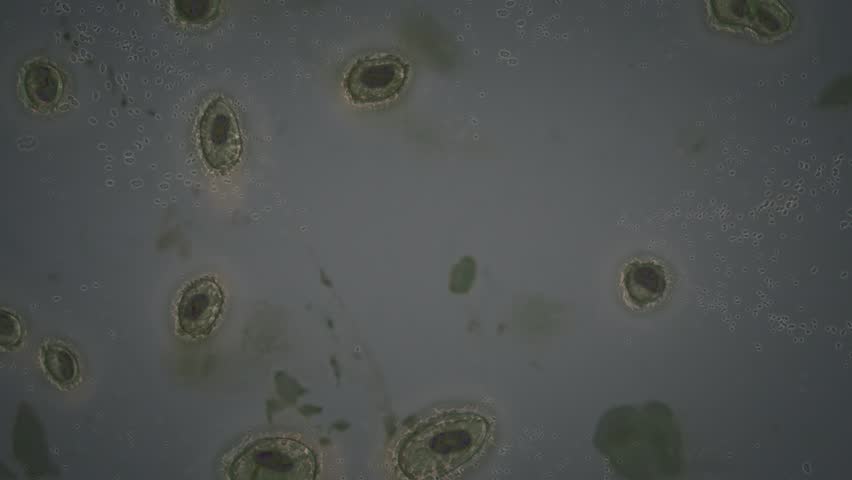 1080p plate of cloning cells, closer