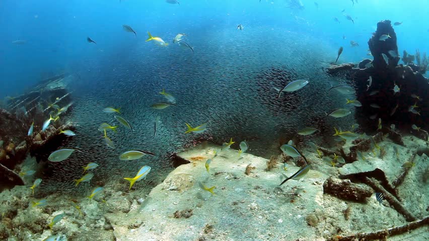 Giant Bait ball of silver side minnows being chased by yellow tail snapper, snook and bar jacks all on the wreck of the Benwood at the John Pennekamp State Park in Key Largo, Florida.