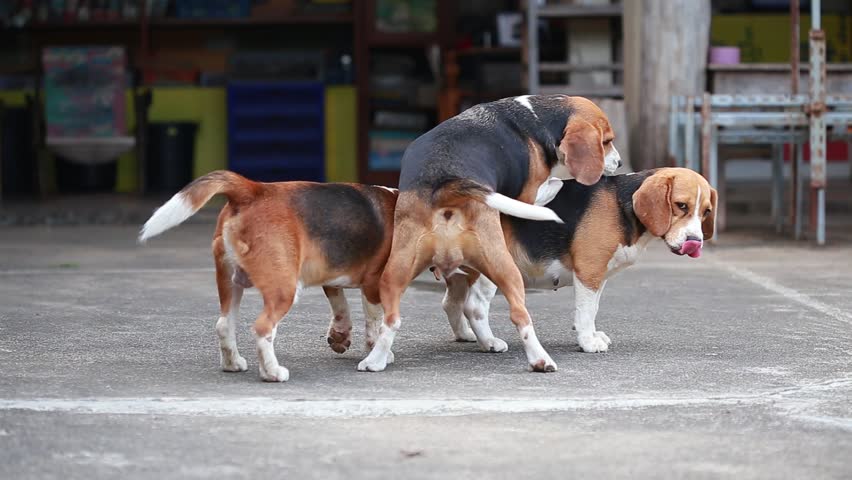 Dog Mating Stock Footage Video 4672523 | Shutterstock