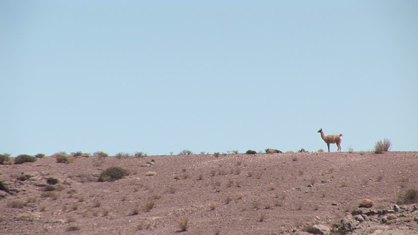 Alpacas in the Atacama Desert, Chile