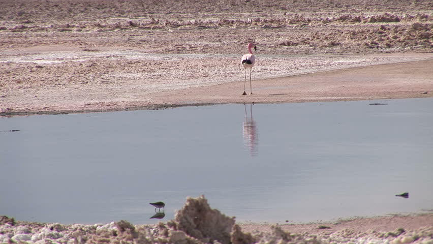 Flamingo near the lake in Atacama Desert, Chile