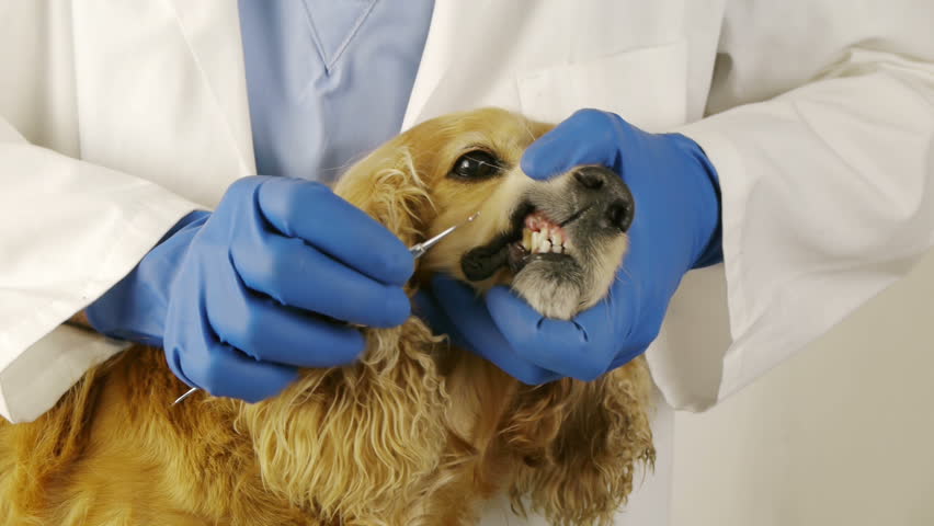 Dog teeth Clean Up and checkup at veterinary clinic.  Cocker spaniel female breed.