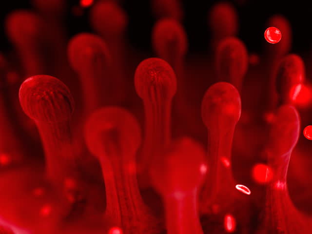 Stylised 3d sequence of blood cells flowing past some Villi with pronounced depth of filed.