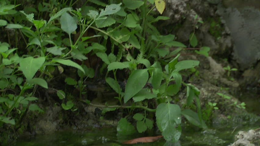 Alligator hatchling near waters edge