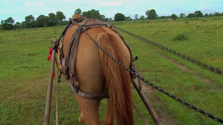 Draft horse