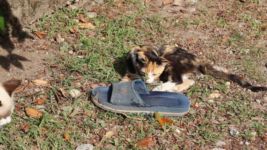 Cat fight slipper