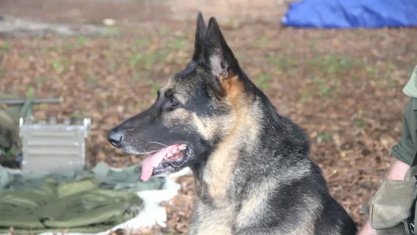 German Shepherd Dog Outside Looks Around When Handler Puts Out Arm