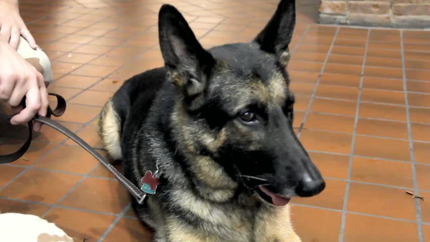 German Shepherd Dog Indoors On A Tile Floor