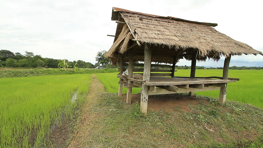 Rice farms in Thailand.