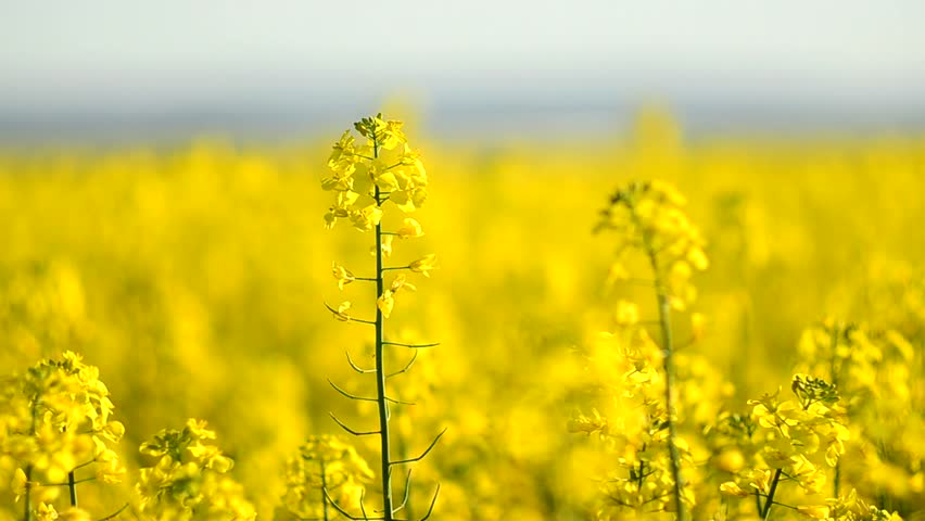 HD 1080: Close up shoot of yellow canola flowers waving on wind