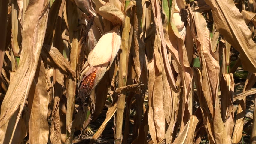Ears of corn damaged by severe extended drought in Midwest united states.