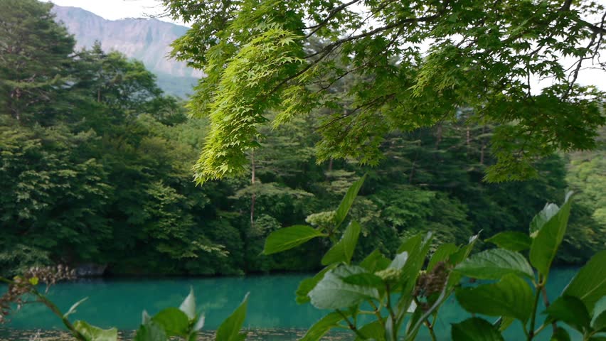 Trees of the forest