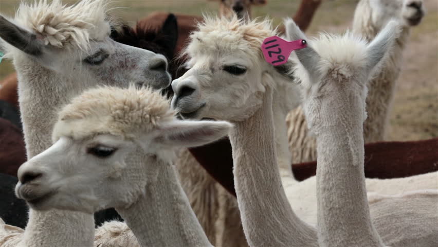 Alpaca livestock herd on Utah farm ranch