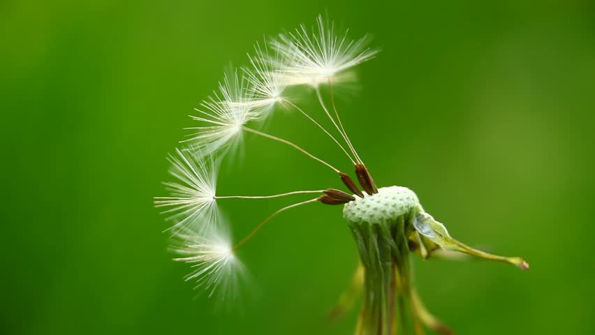Macro of several remaining dandelion seeds moving in waft