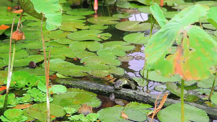 Turtles are climbing up the timber in the lotus pond.